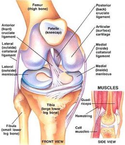 Knee anatomy helps us understand why knee problems are so common